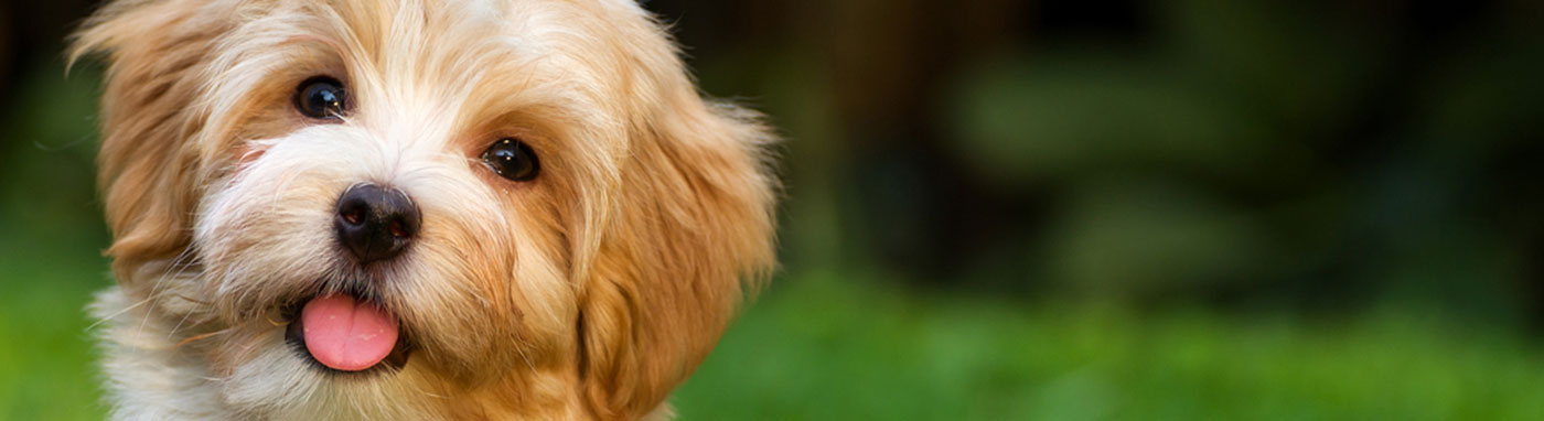Pet Stores Independence, MO, Pet Supplies, Buy Puppies Independence