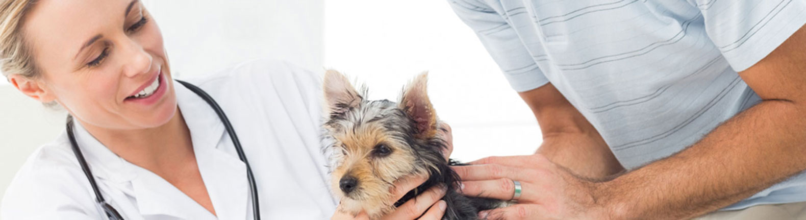 Our Vet