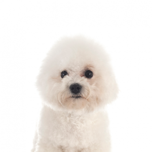 Bichon Frise