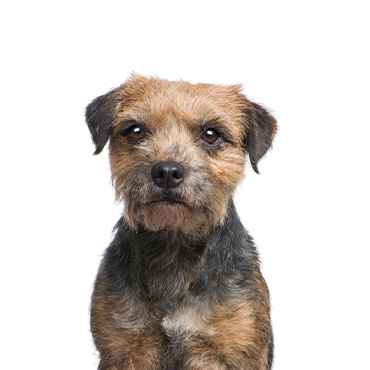 are border terriers good dogs