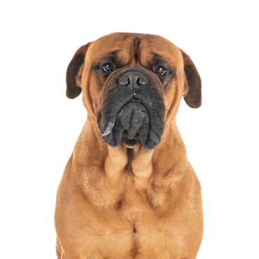 are bullmastiffs descended from bulldogs