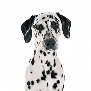 Dalmatian