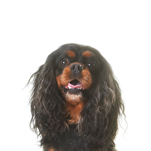 Toy spaniel breeds cheap