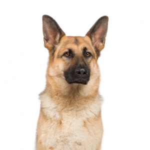 German Shepherd Breed Info Petland Independence Missouri
