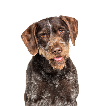 German Wirehaired Pointer - Breed Info - Petland Independence