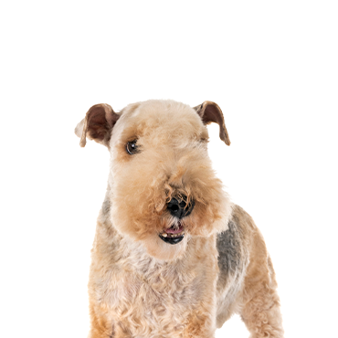 are welsh terriers friendly or dangerous to strangers