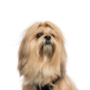 Lhasa Apso