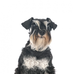 Miniature Schnauzer Breed Information