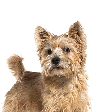 Norwich terrier best sale images