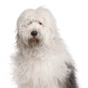 Old English Sheepdog