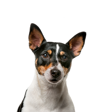 Rat Terrier Puppies Breed Info