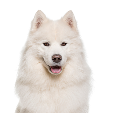 are samoyeds really hypoallergenic