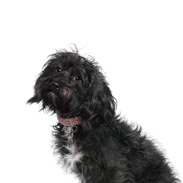 how often should you bathe a schnoodle