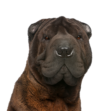 is a shar pei on the dangerous dog list