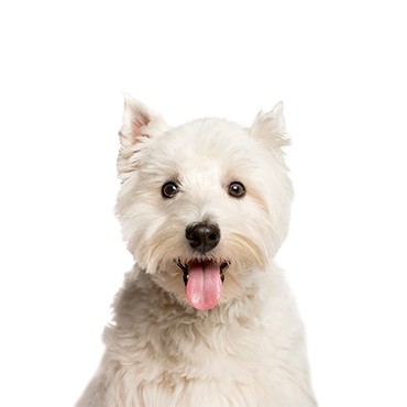 are west highland white terriers good guard dogs