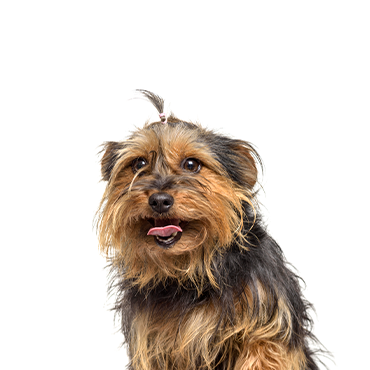 Yorkies & Their Cute Ears: All You Need to Know • Yorkies Gram