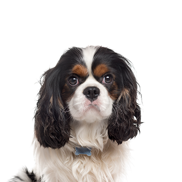 Cavalier King Charles Spaniel - Breed Info - Petland Independence