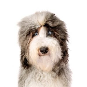 Miniature Sheepadoodle