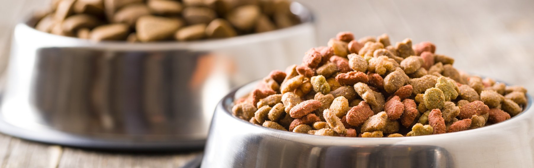 Foods That You Should Avoid Giving to Your Dog at All Times