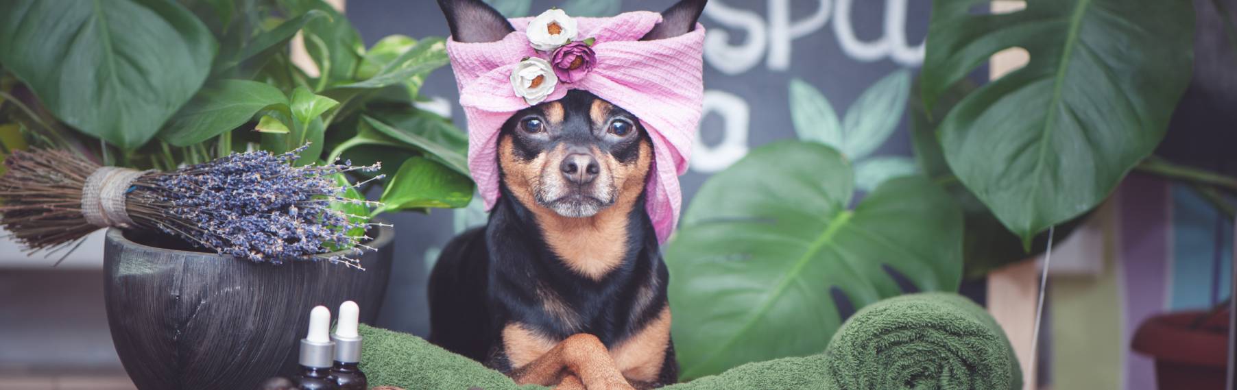 Pet Store Banner