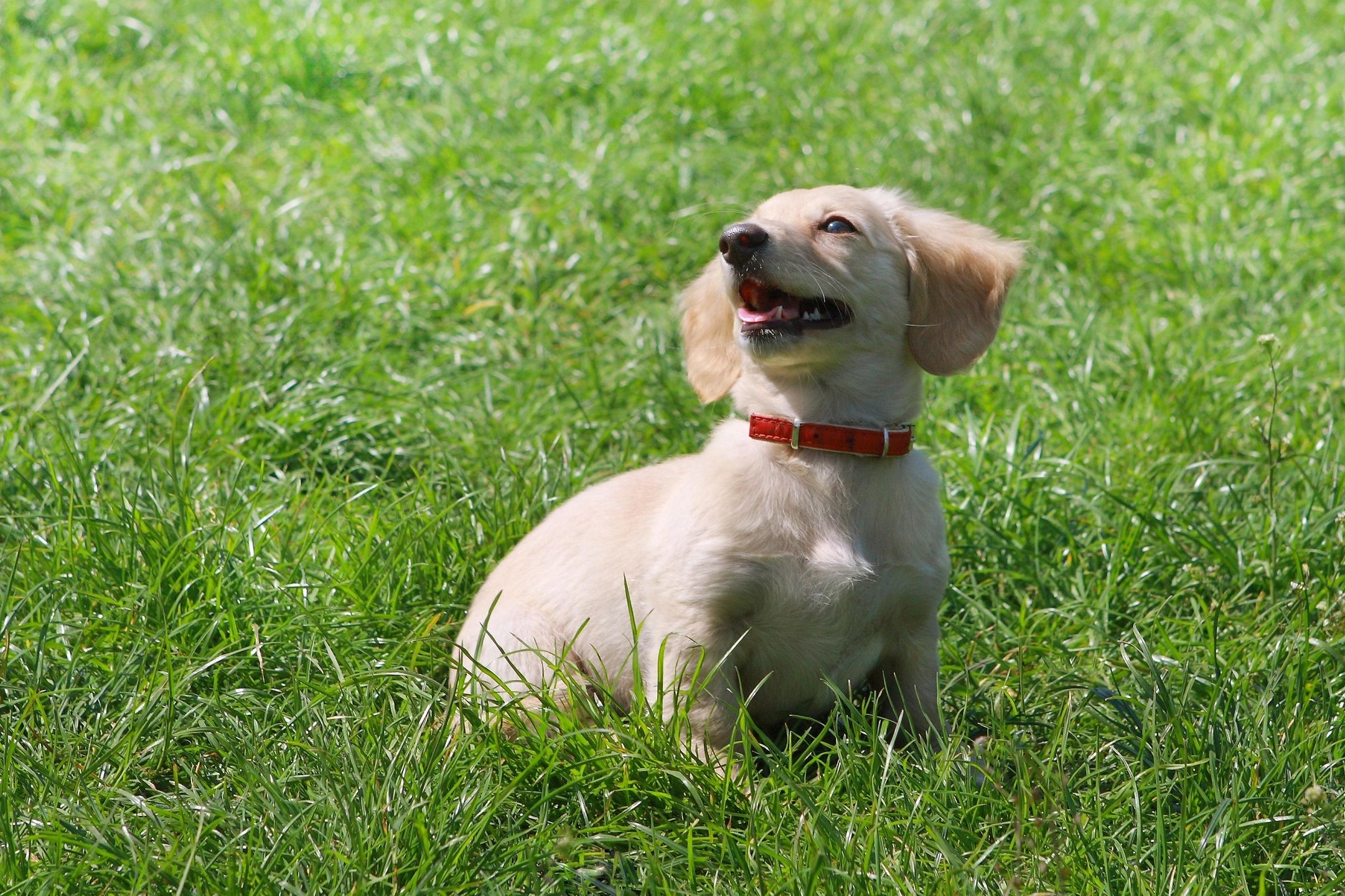 5 First Tricks For Your New Puppy Petland Independence Missouri