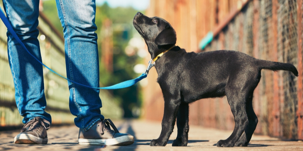 Leash and Harness Training For The New Year