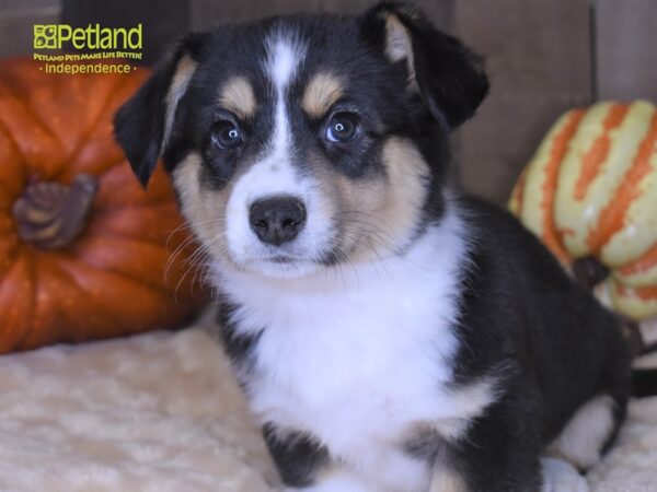 Cardigan Welsh Corgi-DOG-Male-Black and White-2132-Petland Independence, Missouri