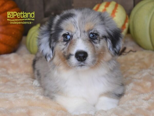 Cardigan Welsh Corgi DOG Female Blue Merle 2131 Petland Independence, Missouri