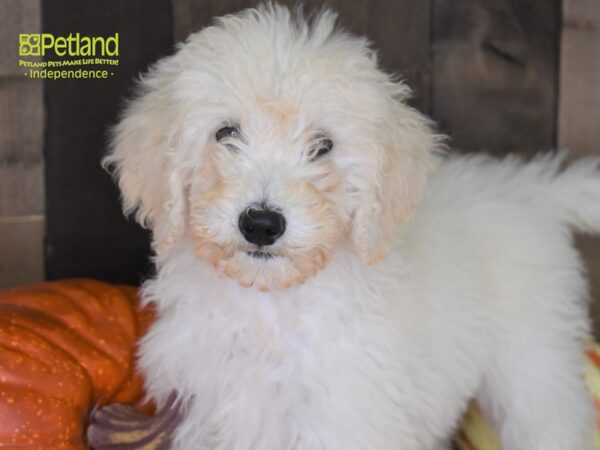 Goldendoodle 2nd Gen DOG Female Cream 2169 Petland Independence, Missouri