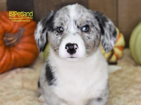 Cardigan Welsh Corgi-DOG-Male-Blue Merle-2166-Petland Independence & Lee's Summit, MO