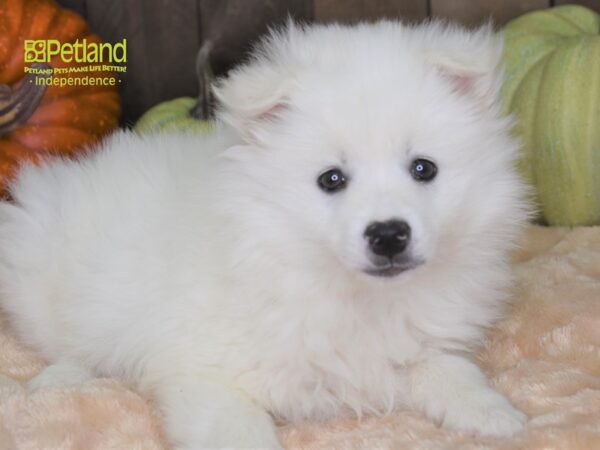 American Eskimo-DOG-Female-White-2159-Petland Independence, Missouri