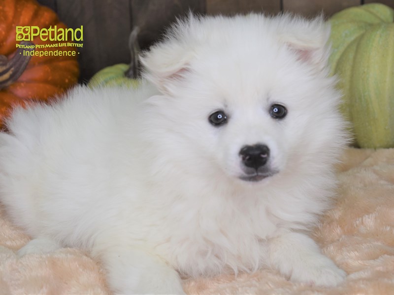 American Eskimo-DOG-Female-White-2524529-Petland Independence, Missouri