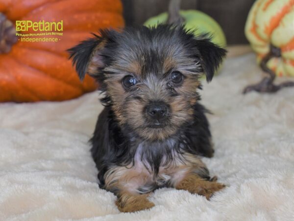 Yorkshire Terrier DOG Female Black & Tan 2175 Petland Independence, Missouri