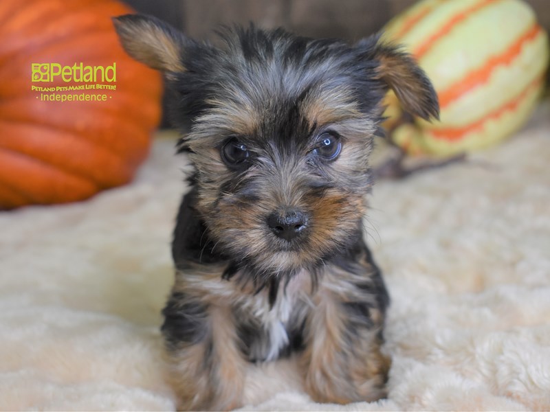 Yorkshire Terrier-DOG-Female-Black & Tan-2528562-Petland Independence, Missouri