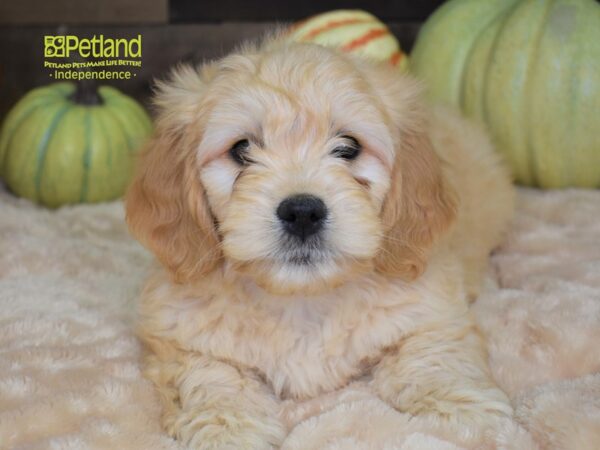 Miniature Goldendoodle-DOG-Female-Dark Golden-2189-Petland Independence, Missouri