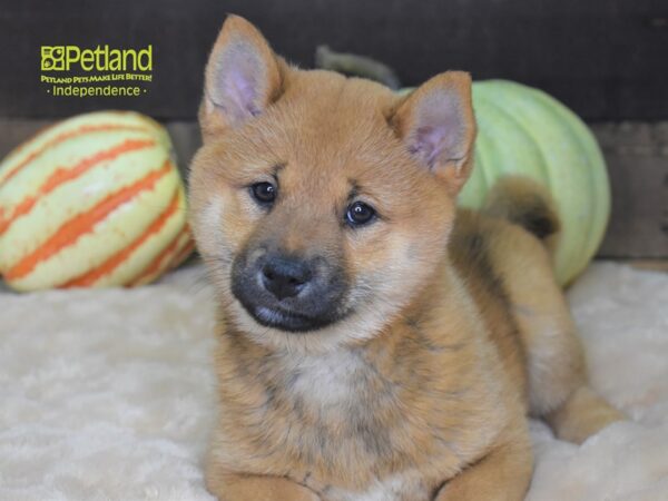 Shiba Inu-DOG-Female-Red Sesame-2191-Petland Independence, Missouri