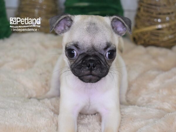 Pug-DOG-Female-Fawn-2203-Petland Independence & Lee's Summit, MO
