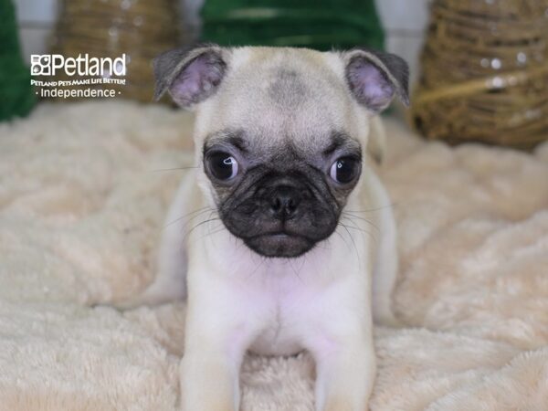 Pug-DOG-Female-Fawn-2203-Petland Independence, Missouri