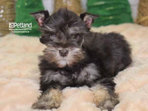 Miniature Schnauzer DOG Female Chocolate 2220 Petland Independence, Missouri