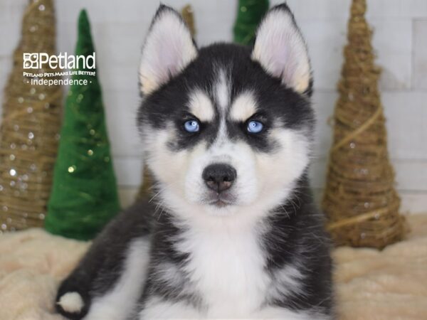 Siberian Husky DOG Female Black and White 2214 Petland Independence, Missouri