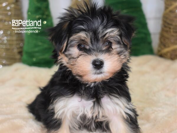 Morkie DOG Female Black & Tan 2223 Petland Independence, Missouri