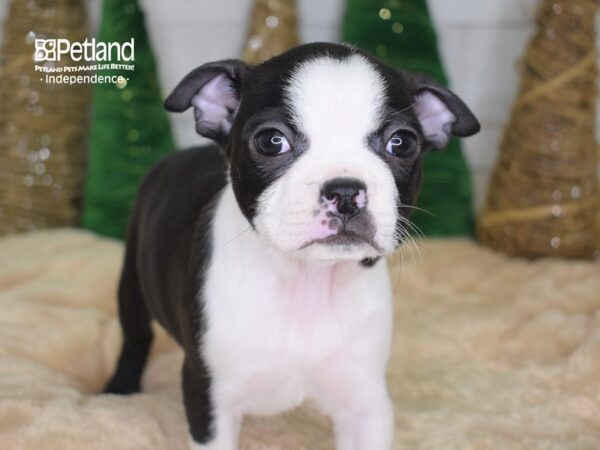 Boston Terrier-DOG-Female-Black & White-2201-Petland Independence & Lee's Summit, MO