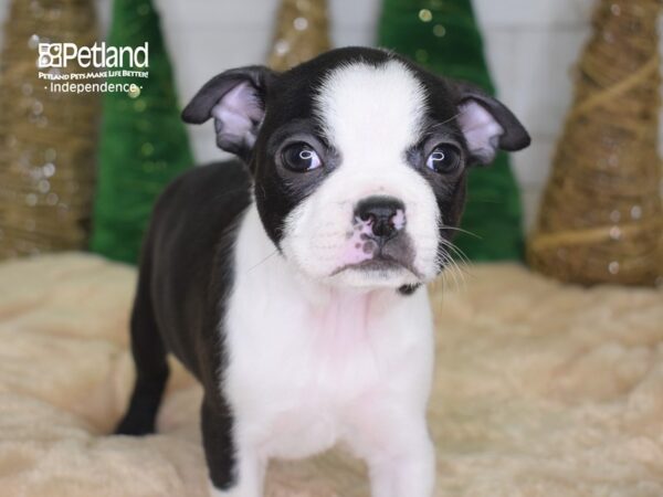 Boston Terrier DOG Female Black & White 2201 Petland Independence, Missouri