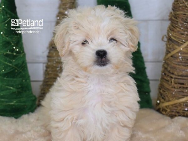 Pek A Poo DOG Female Buff 2199 Petland Independence, Missouri