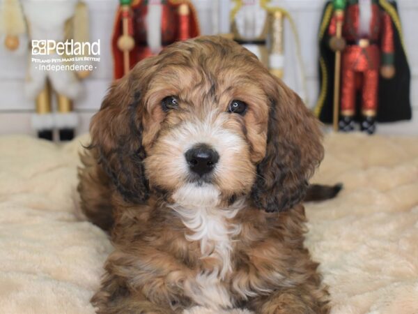 Mini Bernadoodle DOG Male Sable 2224 Petland Independence, Missouri