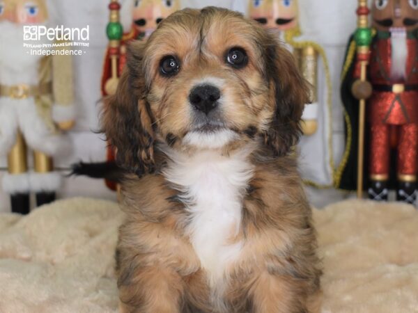 Mini Bernadoodle-DOG-Female-Sable-2225-Petland Independence, Missouri