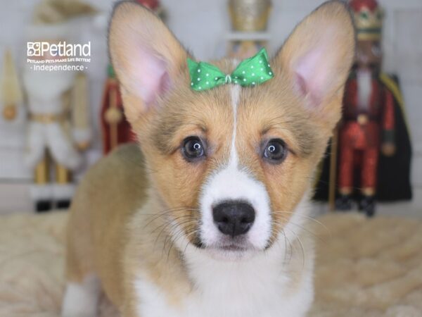 Pembroke Welsh Corgi DOG Female Sable 2241 Petland Independence, Missouri