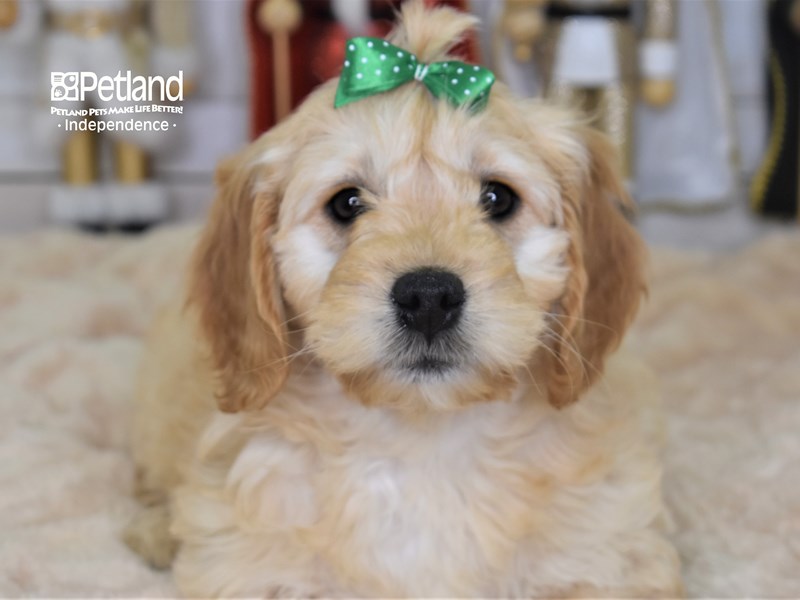 Mini Goldendoodle-DOG-Female-Golden-2551246-Petland Independence, Missouri