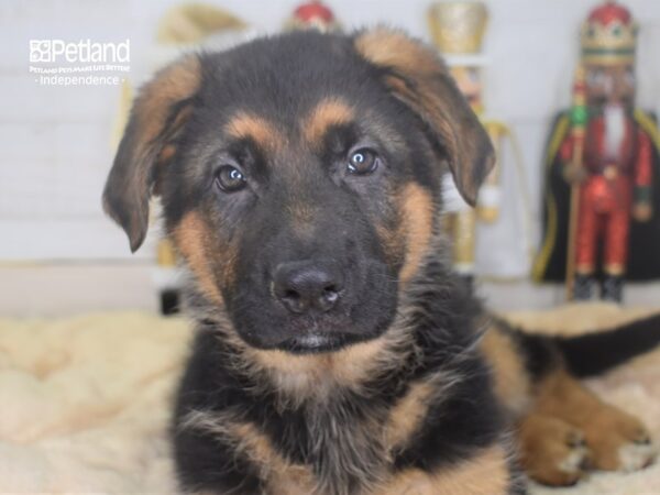 German Shepherd-DOG-Male-Black and Tan-2233-Petland Independence & Lee's Summit, MO
