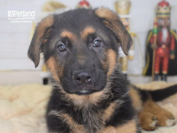 German Shepherd DOG Male Black and Tan 2233 Petland Independence, Missouri